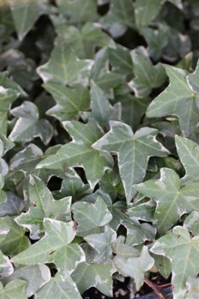 Листя плюща Гласієр має біло-зелені відтінки та ніжну текстуру.